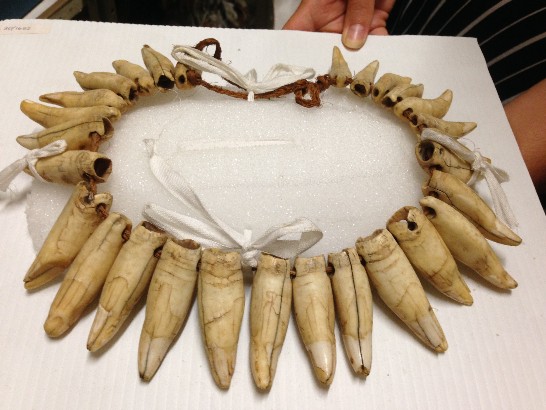 2012-12-11 - Fiji Museum -  Traditional garland made from whales teeth