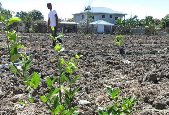 Food For The Poor is working with Taiwan’s Tse-Xin Organic Agriculture Foundation to plant 10,000 fruit-bearing trees in St. Lucia. 