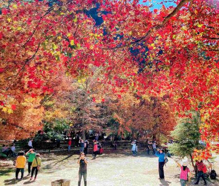 武陵農場 台湾の紅葉を愛でる 台北駐日経済文化代表処